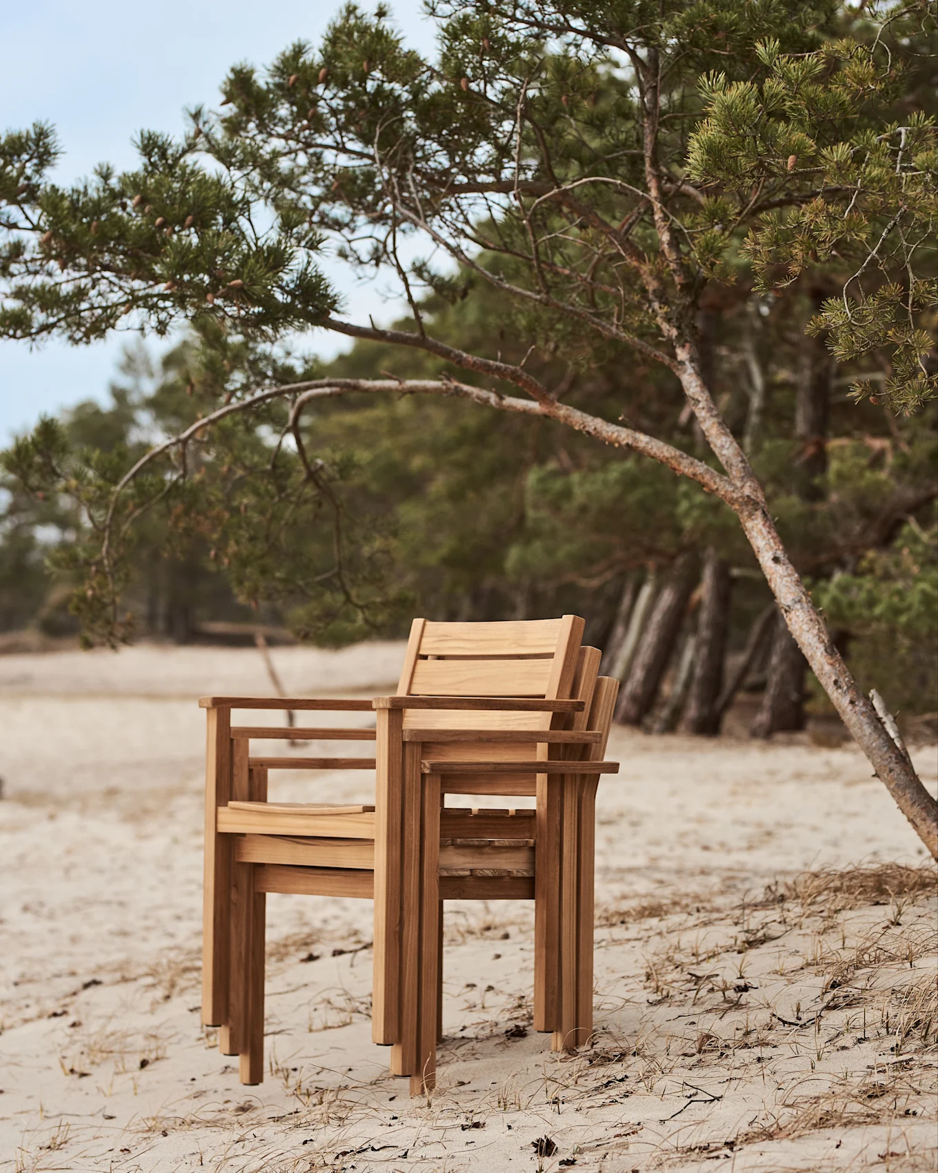 Ułożone w stos drewniane krzesła na piaszczystej plaży obok sosny.
