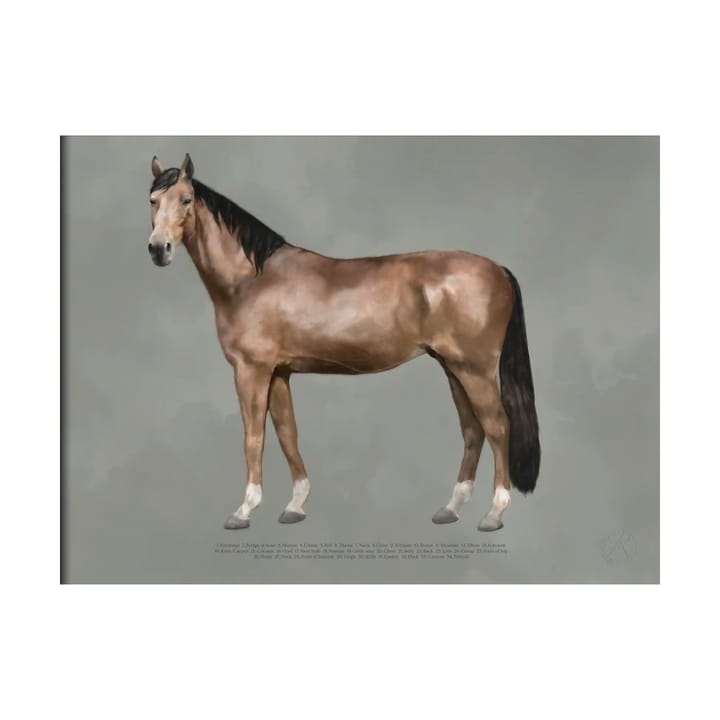 Plakat The Anatomy of the Horse - 30x40 cm - Kunskapstavlan®